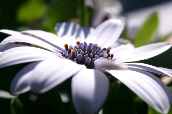 White Daisy Flower Head Close-up Vista lateral — Fotografia de Stock