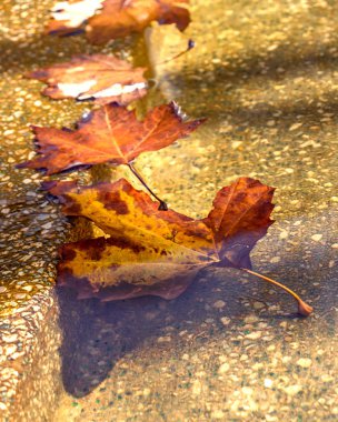 Su yalan turuncu yaprakların sonbahar arka plan