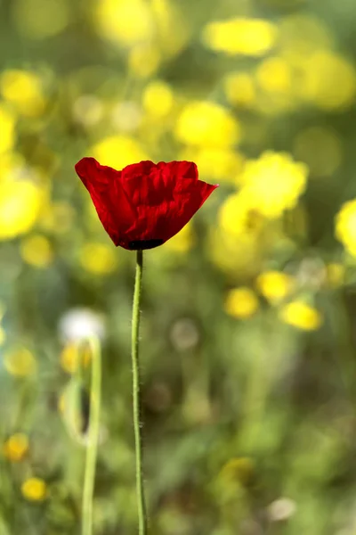 Červené sasanky detailní na rozostřeného pozadí žluté květy — Stock fotografie