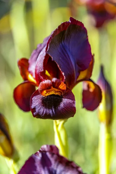 Cabeza de flor de iris negro en el primer plano de la luz del sol sobre un fondo borroso —  Fotos de Stock