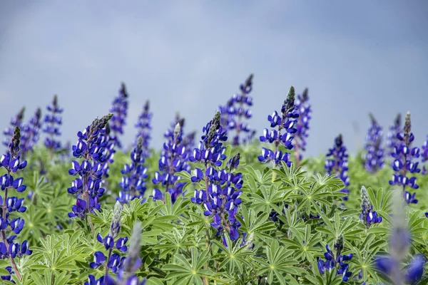 Blühende Lupinenblumen aus nächster Nähe vor dem Hintergrund eines stürmischen Himmels — Stockfoto