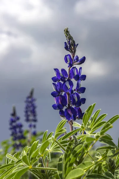 폭풍우 치는 하늘 배경 근접 촬영 lupins의 개화 꽃 — 스톡 사진