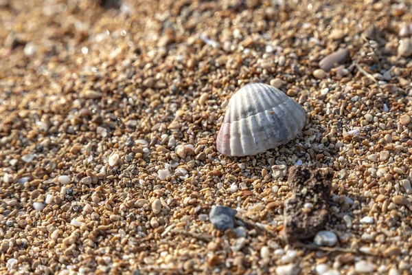 Sea shell op kleine kiezels op het strand liggen — Stockfoto