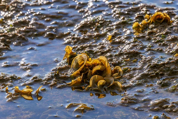 Морские животные и растения во время отлива на побережье Средиземного моря — стоковое фото