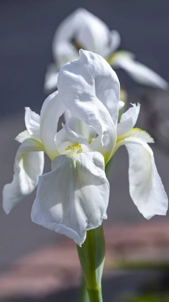 Cabeza de flor de iris blanco primer plano sobre fondo borroso — Foto de Stock