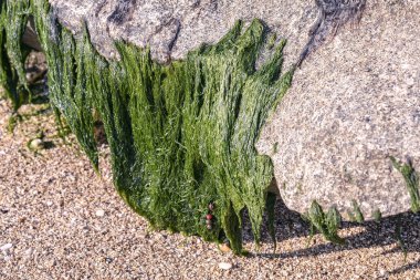 Yeşil algler düşük tide deniz sahile taşına bağlı