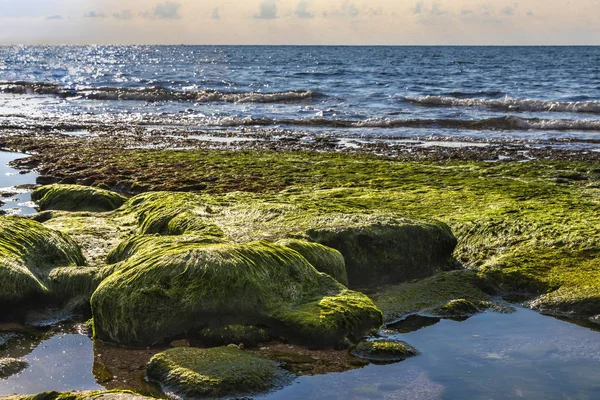 干潮時に浜の眺め。石の間に水の水たまりで緑の濡れた海草で覆われています。 — ストック写真