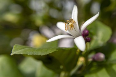 Limon ağacı çiçek yakın çekim üzerinde arka plan bulanık