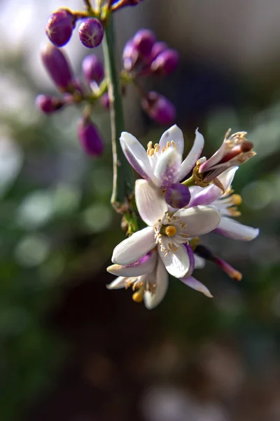 Zbliżenie kwiatów drzewa cytryny na niewyraźne tło — Zdjęcie stockowe