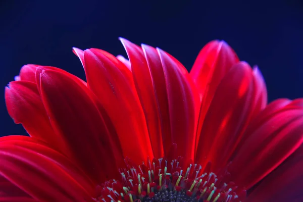 어두운 배경에 빨간색 거 베라 꽃 클로즈업의 머리의 부분 — 스톡 사진