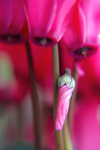 Розовый цикламен бутон на цветущем фоне цветов — стоковое фото