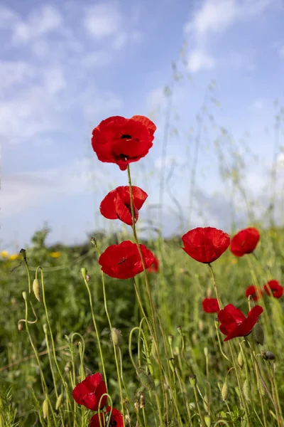 Flores e botões de papoilas vermelhas no prado. Fundo desfocado. Céu nas nuvens — Fotografia de Stock