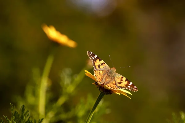 Motyl rusałka Osetnik siedzi na kwiat żółte chryzantemy dziki podczas migracji — Zdjęcie stockowe