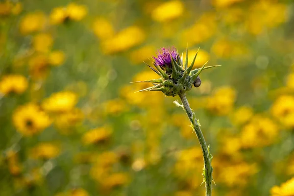 Bodlák květina hlavou zblízka na rozostřeného pozadí oblasti žluté květy — Stock fotografie