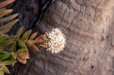 Ağaç kabuğu yakın çekim çerçevede hassas etli çiçek