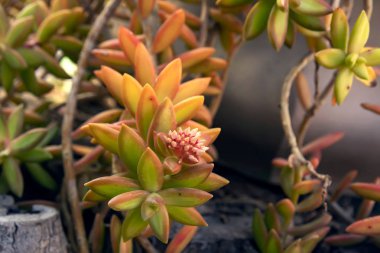 Ağaç kabuğu yakın çekim çerçevede hassas etli çiçek