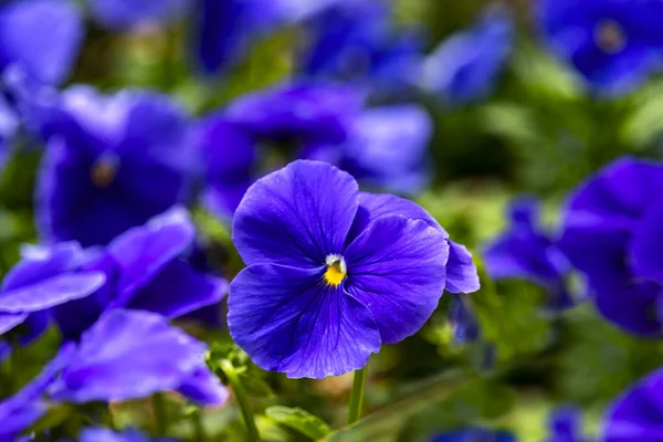 蓝色的花儿关闭在一个模糊的背景 — 图库照片