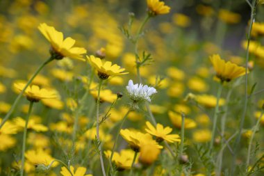 Beyaz çiçek Scabiosa columbaria sarı vahşi krizantem alan arasında