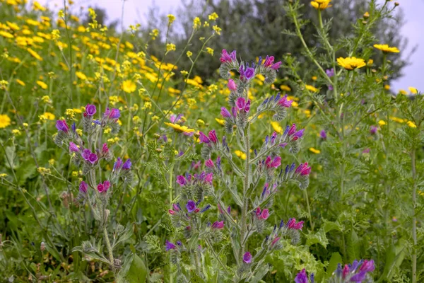 Renkli çiçek bahar çiçeklenme sırasında bir alan — Stok fotoğraf