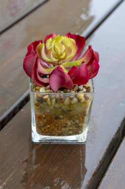 Islak ahşap masada cam bir tencerede yağmur damlaları ile renkli sulu meyveler