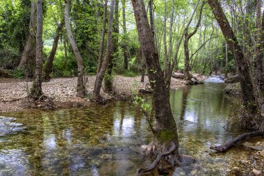 Yeşil yeşillik içinde taş ve ağaçlar arasında akan nehir
