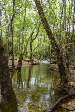 Yeşil yeşillik içinde taş ve ağaçlar arasında akan nehir