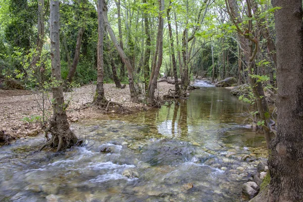 Sungai yang mengalir di antara batu dan pohon dalam dedaunan hijau — Stok Foto