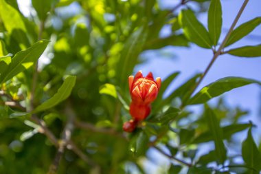 Nar çiçeği kırmızı tomurcuk yeşil yapraklarıbulanık bir arka plan üzerinde yakın