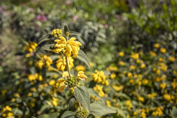 Wild yellow flower close-up on blurred background — 图库照片