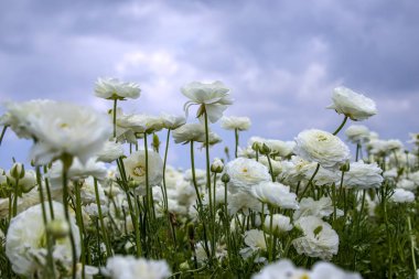 bulutlar ile mavi bir gökyüzüne karşı beyaz çiçek açan çiçekler buttercups alan