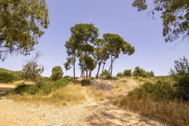 Kuru otların arasında kum tepelerinde yetişen çamlar ve okaliptüs ağaçları