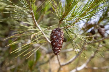 Yeşil iğneler arasında çam konisi bulanık bir arka plan üzerinde kapatın