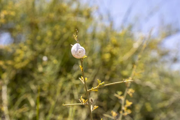 Snail on a twig close up in the rays of the sun on a blurred background — Stock Photo, Image