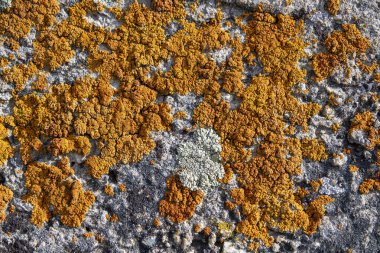 Taş yüzeydeki sarı ve beyaz liken yakın çekim