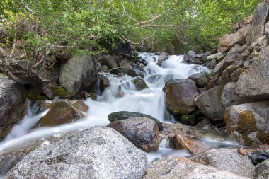 Taş ve yeşil çalılar arasında akan dağ akışı. Bulanık hareket. Kırgızistan 'da seyahat