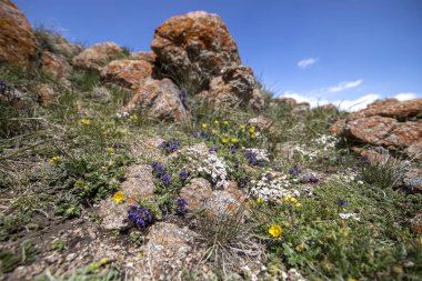 Liken yakın çekim kaplı taşlar arasında çimenlerde dağ çiçekleri