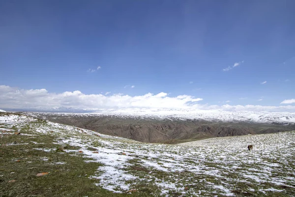 Cavalos pastando em um pasto nevado. No horizonte, montanhas cobertas de neve. O céu nas nuvens. Viajar. Quirguizistão — Fotografia de Stock