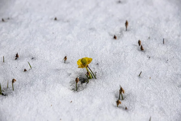 雪に囲まれた黄色い山の花がクローズアップ。キルギスを旅する — ストック写真