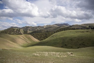 Tepeler bulutlu bir gökyüzüne karşı yeşil çimenler ve iğne yapraklı ormanlarla kaplıdır. Seyahat. Kırgızistan