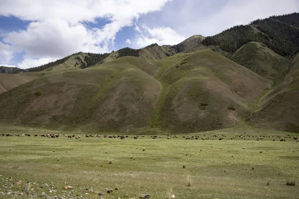 A flock of sheep grazing in the foothills of the Tien Shan. Green pasture on a background of green hills — Stock Photo, Image