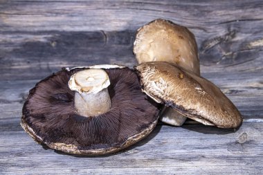 Portobello mantarları ahşap bir yüzeyde yakın çekim