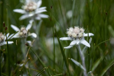 Dağ edelweiss çiçekler yakın çekim bulanık bir arka plan üzerinde