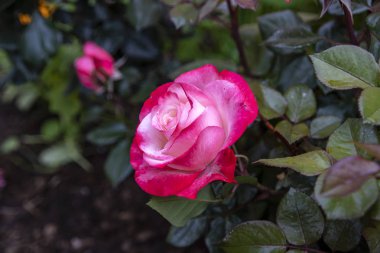 Yeşil yapraklarıbir arka plan üzerinde kırmızı-beyaz gül çiçeği baş yakın çekim