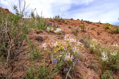 Ön planda çiçeklerle bulutlu bir gökyüzüne karşı geçit Peri Masalı çok renkli dağlar.