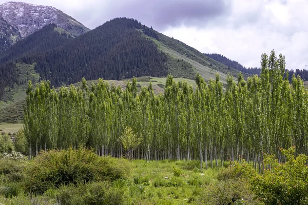 Grove of young poplars against hills covered with forests and cloudy sky. Travel in Kyrgyzstan — Stock Photo, Image