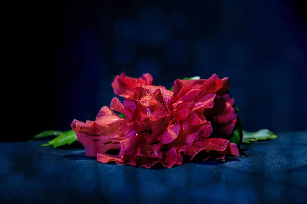 Flor de hibisco rojo con rocío en pétalos de cerca sobre un fondo oscuro borroso — Foto de Stock