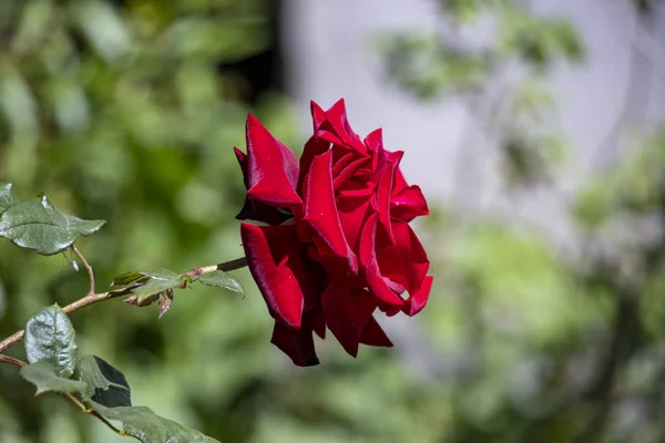 Rote Rose Blume Kopf auf grün verschwommen Hintergrund Nahaufnahme — Stockfoto