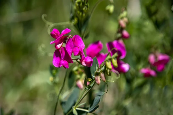 Rosa flores de ervilha tuberosa em verde desfocado fundo de perto — Fotografia de Stock