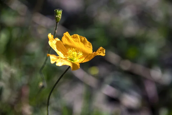 Gelbe Mohnblume in Nahaufnahme auf verschwommenem Hintergrund — Stockfoto
