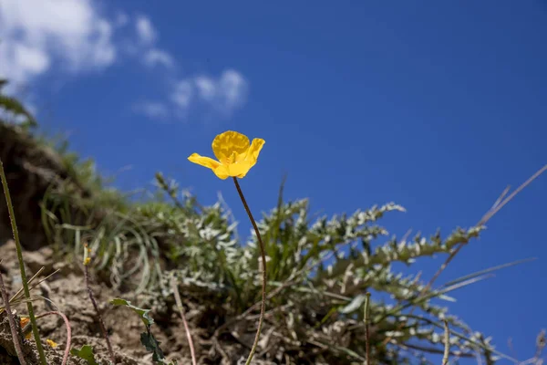 Gelbe Mohnblume in Nahaufnahme vor blauem Himmel — Stockfoto